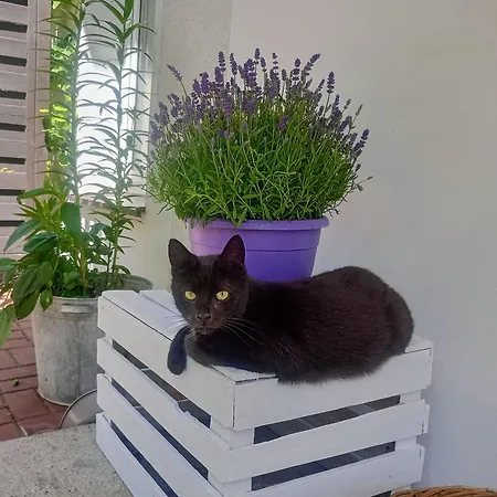 Kaczeniec أوسترونيه مورسكية