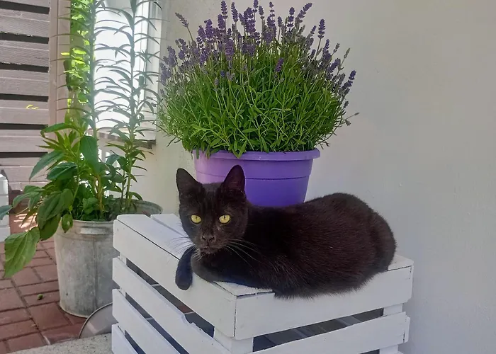 Kaczeniec Ustronie Morskie